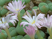 Conophytum gratum